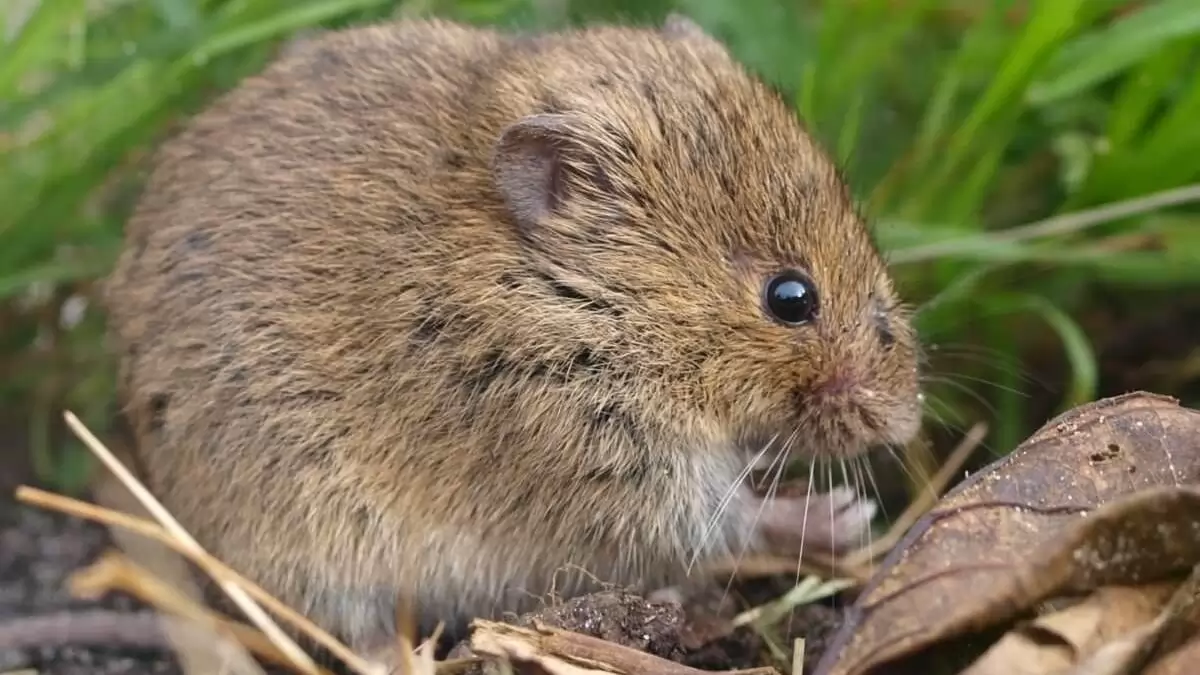 Már most érdemes védekezni a mezei pocok ellen