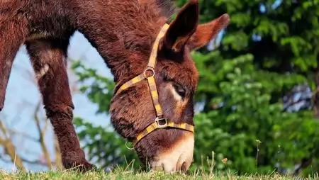 Érdemes-e manapság szamarat tartani?