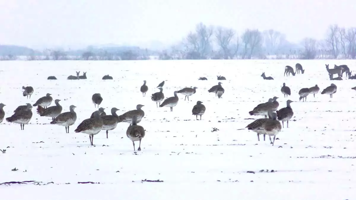 Túzokszinkron: kiemelkedő eredmények a Körös-Maros Nemzeti Parkban