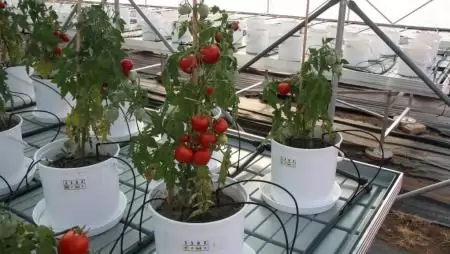 Mennyi a szelén a káposztában, a paradicsomban? – a szelén különböző formáinak vizsgálata zöldségnövényekben