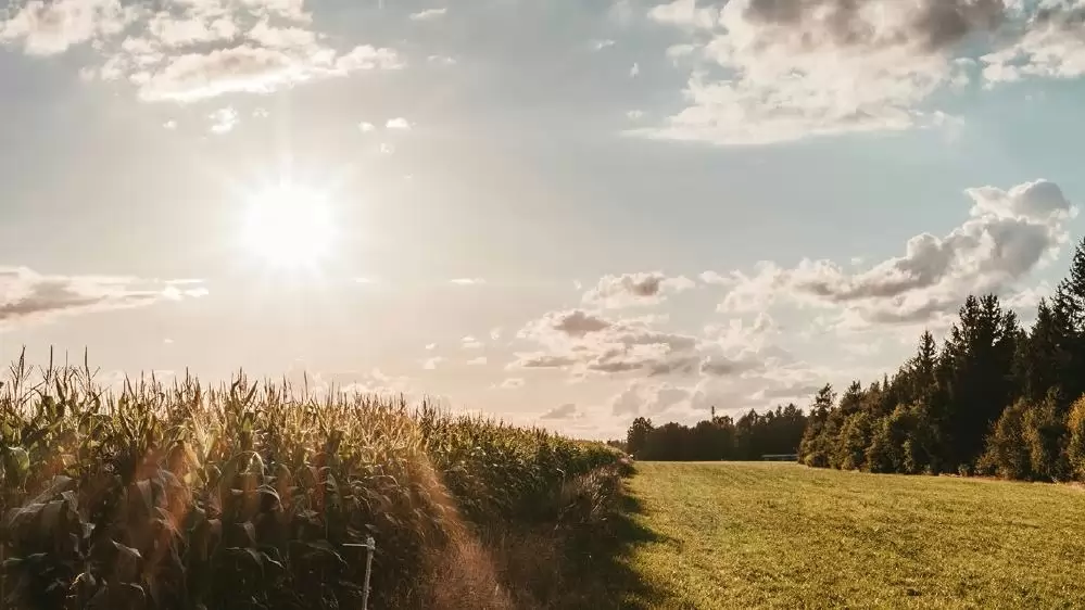 Egy hihetetlenül tragikus év a mezőgazdaságban – Interjú Raskó György agrárközgazdásszal 