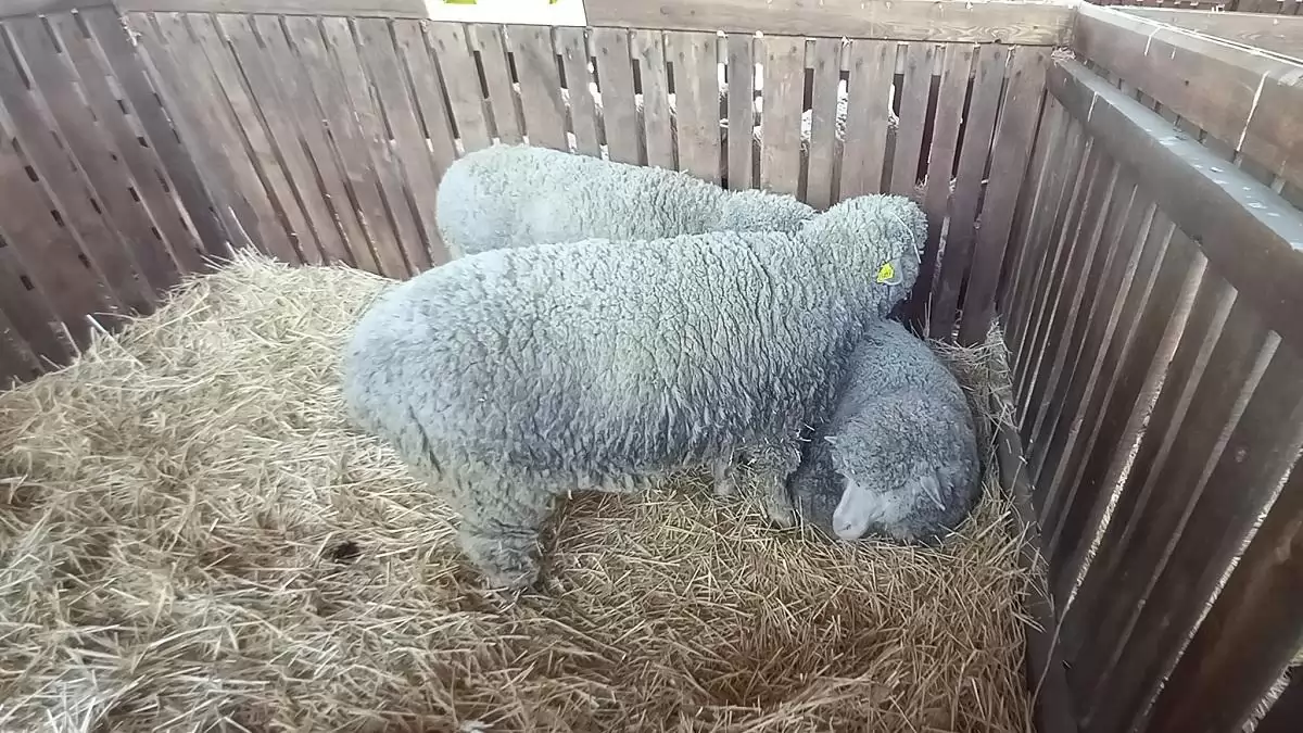 Mozgalmas húsvéti időszakra készülnek a hazai juhászok