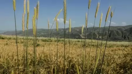 A FAO élelmiszerár-indexe tovább csökkent februárban