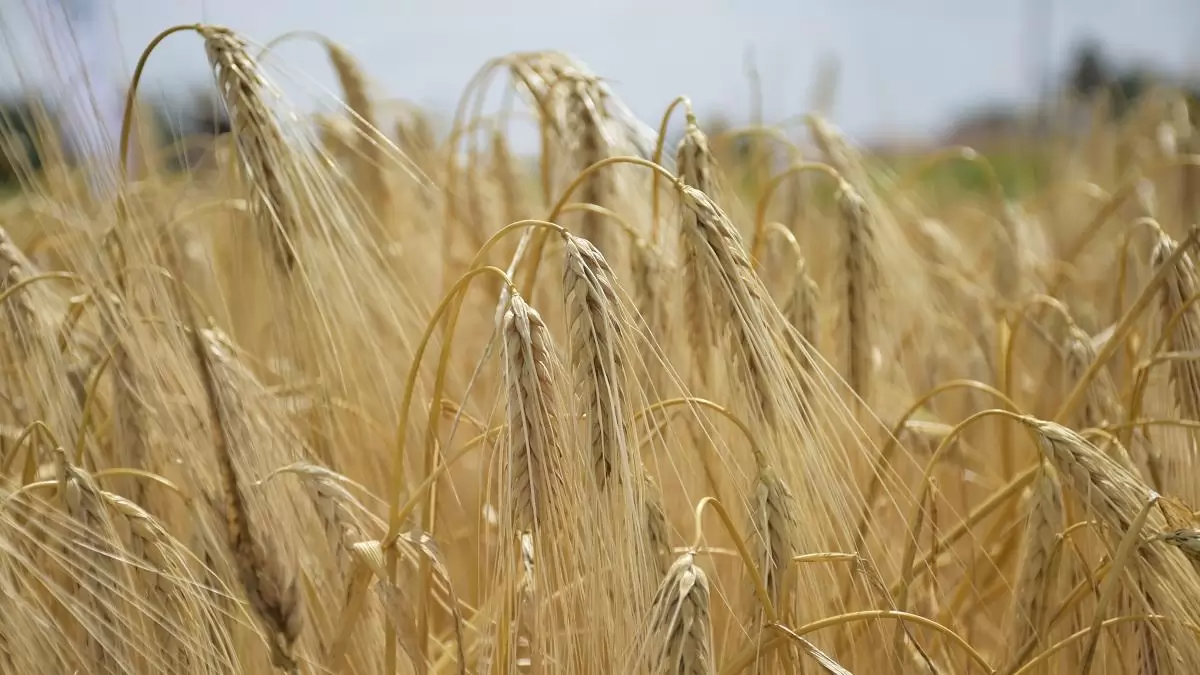 Szakmai tájékoztató a Helyes Mezőgazdasági és Környezeti Állapot és az Agro-ökológiai Program 2024-re vonatkozó szabályairól