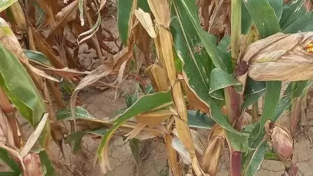 Érkezik a kárenyhítési juttatás a károsult gazdák számára