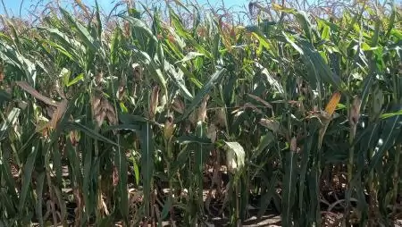 Búcsúzunk egy ismert gyomirtó hatóanyagtól