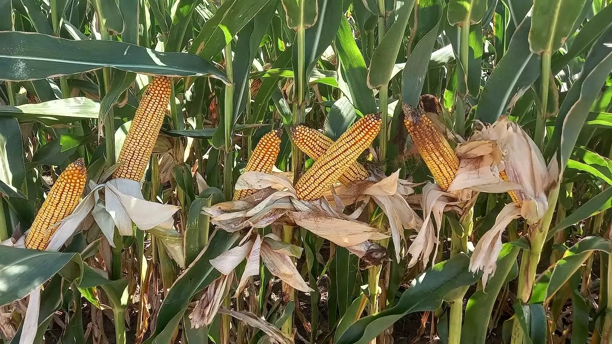 Az EU-ban felfelé módosították a kukorica várható területét