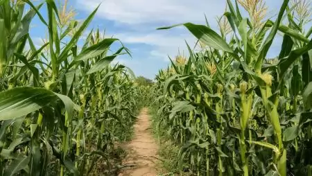 Kukoricázz velünk! - Nem a mennyiség, hanem a nyereség a cél – Elindult a nevezés a Kukorica Kör Egyesület Termelési versenyére