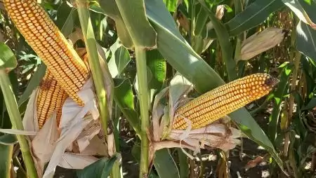 Biztosított a hazai kukorica-ellátás, nincs szükség importra