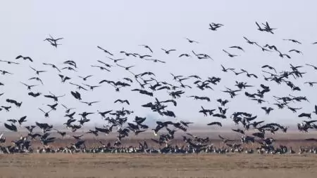 A pontos kommunikáció a titka a vadlúdcsapatok összehangolt mozgásának 