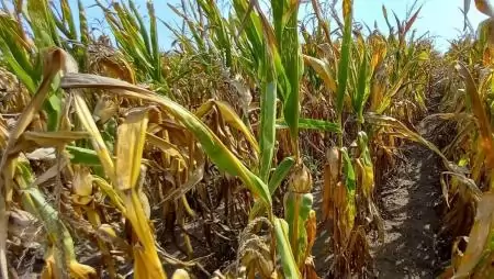 Megjelent a mezőgazdasági biztosításokhoz kapcsolódó díjtámogatás pályázati felhívás  