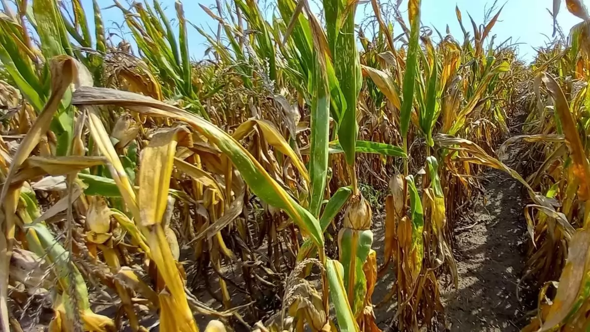 Megjelent a mezőgazdasági biztosításokhoz kapcsolódó díjtámogatás pályázati felhívás  