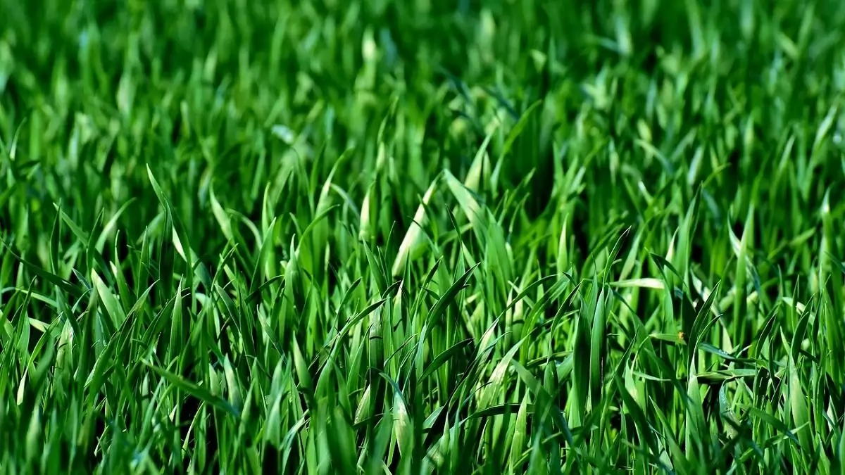  Megkezdődik a Natura 2000 gyepekhez kapcsolódó támogatás kifizetése