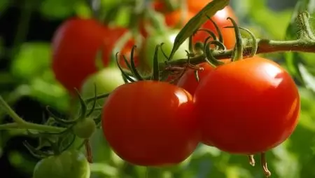 Eredményre vezettek az elmúlt évek beruházásai a hazai hajtató kertészetekben