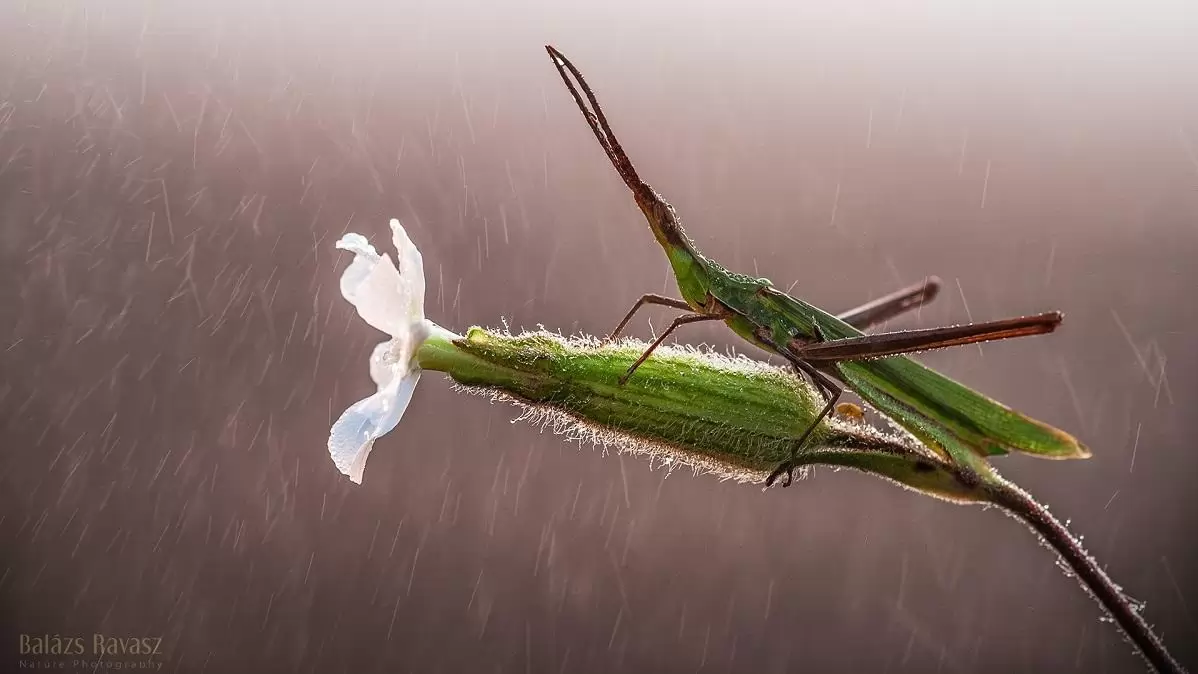 Európa unikális rovara, a sisakos sáska 