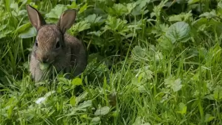 A HUN-REN ÖK kutatói a települések biodiverzitása és az ott élők természettel való kapcsolata közötti összefüggéseket vizsgálják