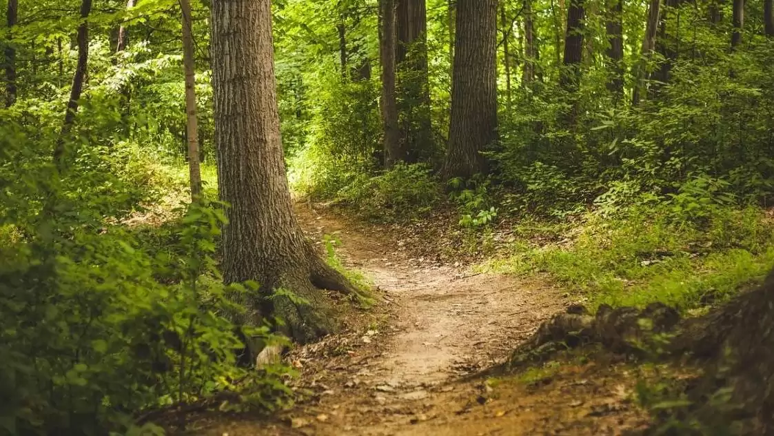 Erdészeti támogatások 2024-ben