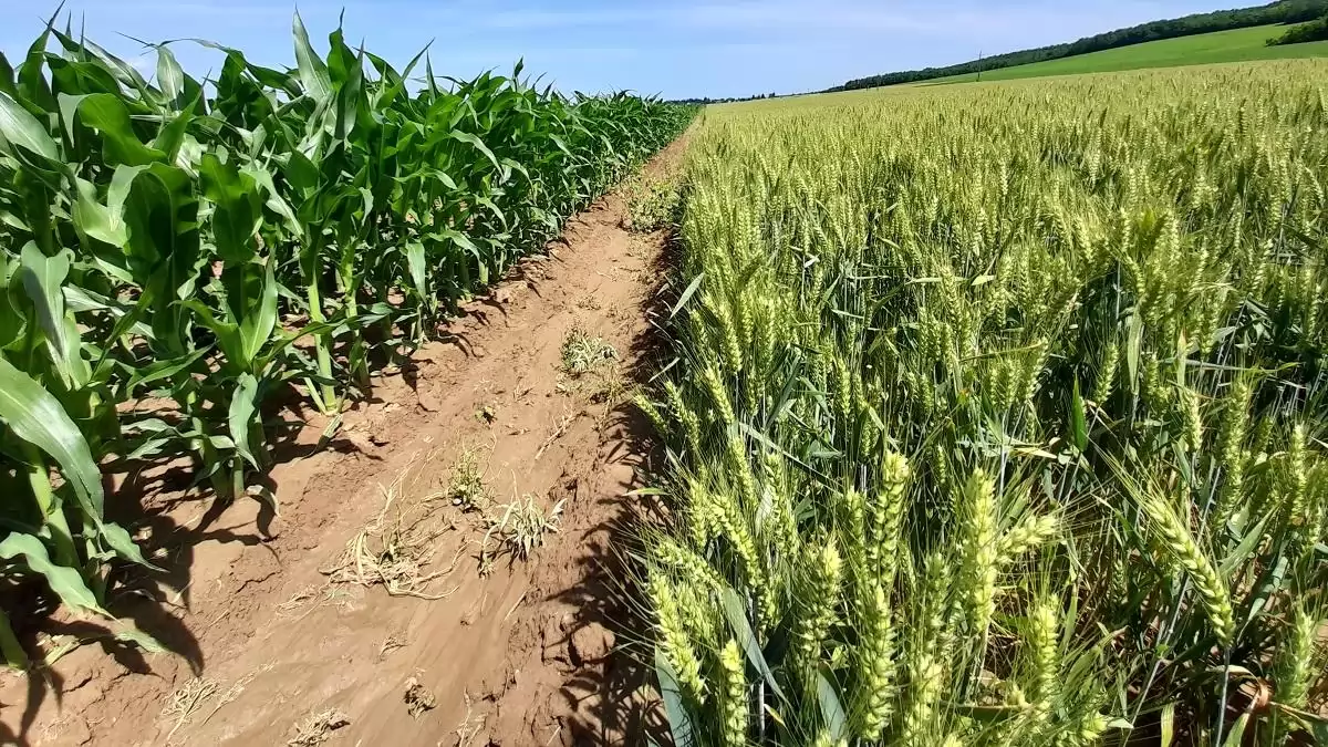 Termésbiztonságot fejlesztettünk – Növénykondicionálók a Timac AGRO kínálatából