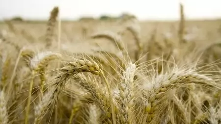 A magyar fogyasztók aflatoxin terhelését vizsgálták a Nébih szakemberei