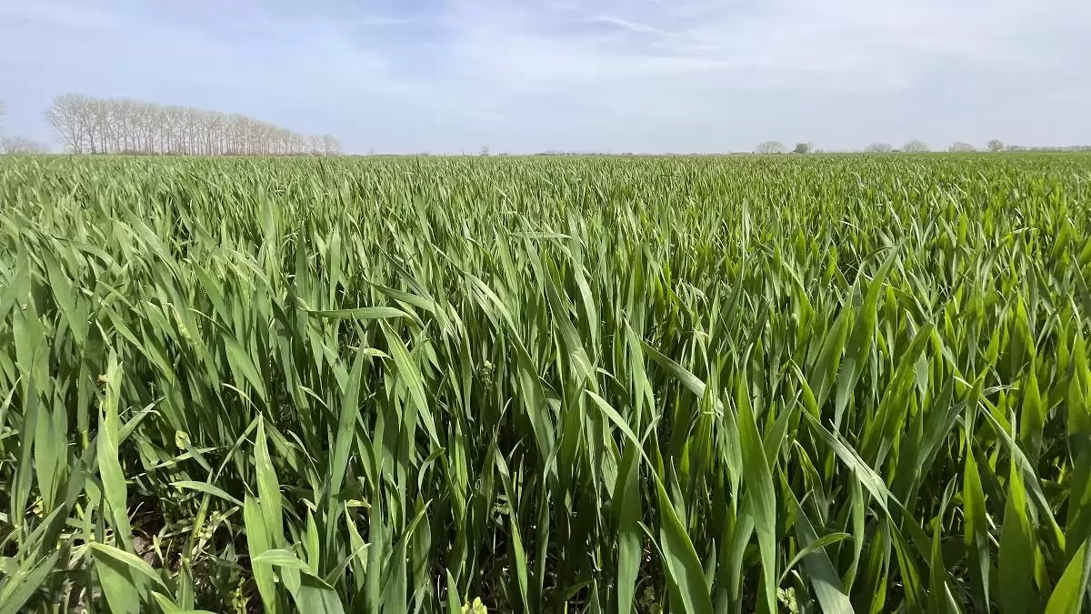 Miért kell a kén? – Legyél profi a búza nitrogén- és kéntrágyázásában!