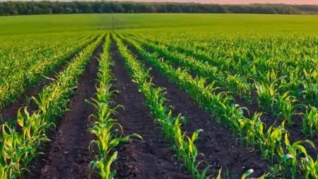 A gyomnövények elleni hatékony védelem kulcsfontosságú a termésbiztonság eléréséhez