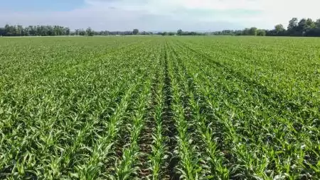 Minden gyomproblémára van jó megoldásunk  – kukoricában is!