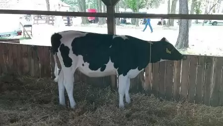 Újabb támogatások segítik az állattenyésztőket