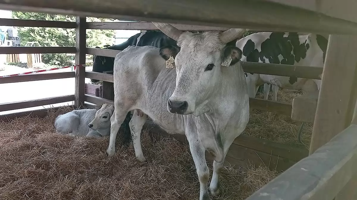 Megjelent az új, állati genetikai erőforrások megőrzésének támogatására irányuló pályázati felhívás