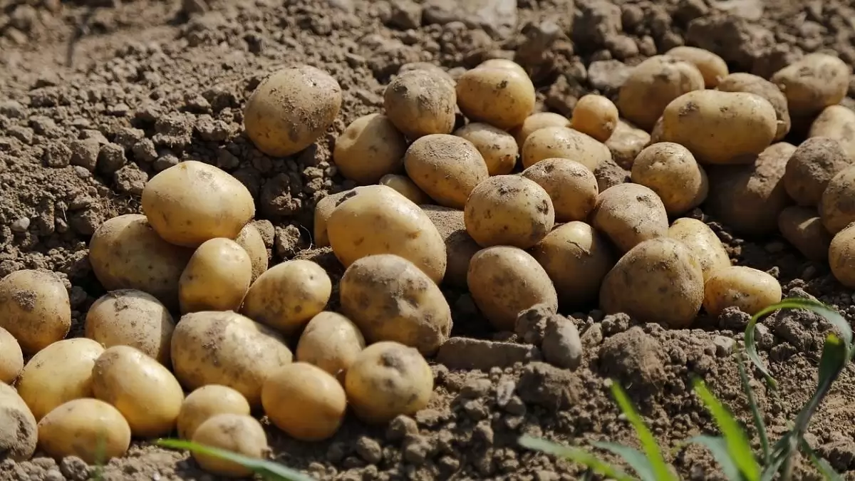Vetőburgonya-vásárláskor kizárólag fémzárolt vetőgumók közül érdemes választani