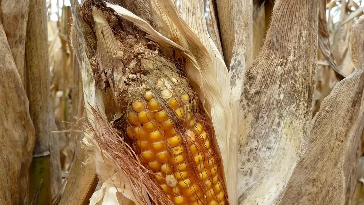 Talajból támadó új kórokozók