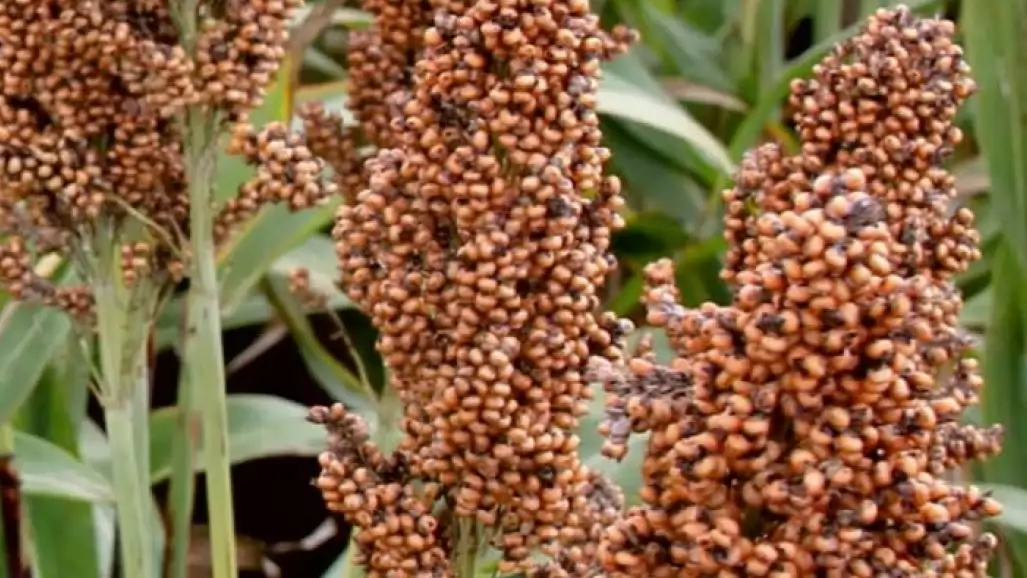 Perspektivikus vízgazdálkodás nagy termésért és fehérjetartalomért