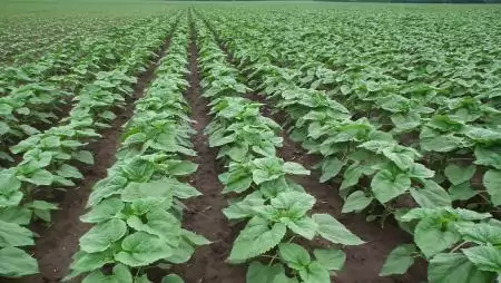 DR GREEN lombtrágyák az eredményes napraforgótermesztésben 