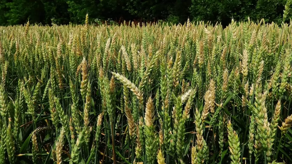 Kalászfuzáriózis, kalászvédelem