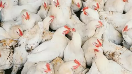 Pályázati aktualitások a mezőgazdaságban