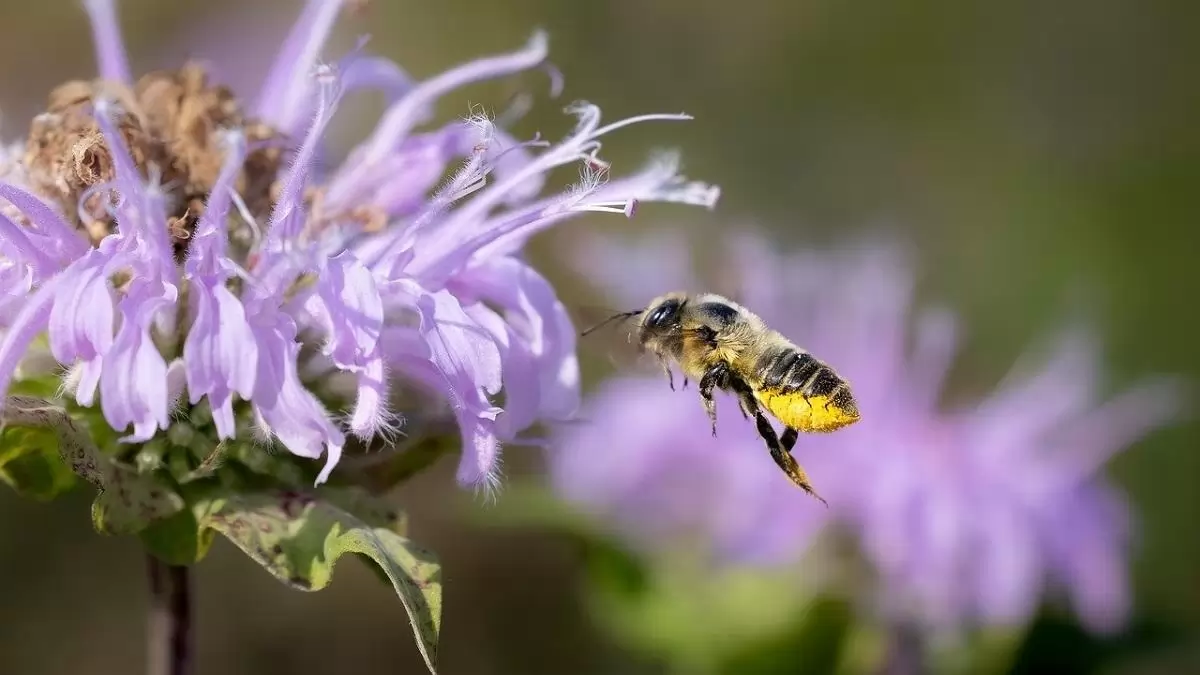 Vadvirágos parcellák segítik a beporzó rovarok túlélését és termesztett növényeink megporzását