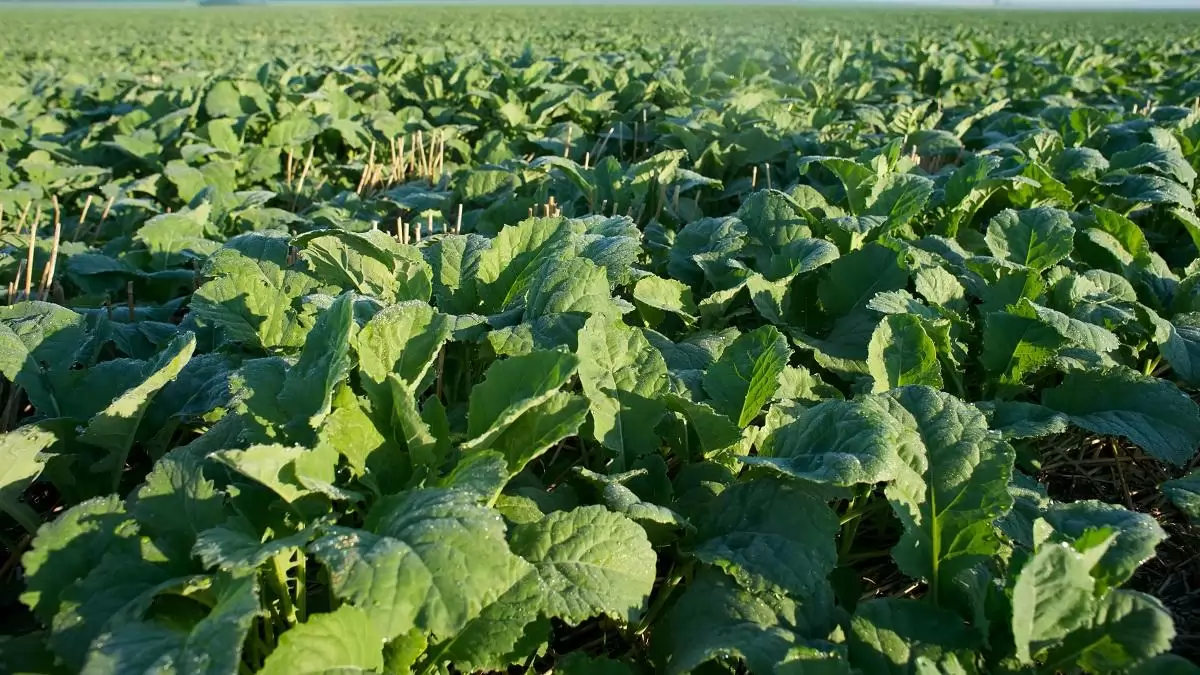 A hatékony vetőmagkezelés hozzájárul a növények egészséges fejlődéséhez