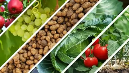 Hogyan segítik a korszerű mezőgazdasági technológiák a biodiverzitás védelmét