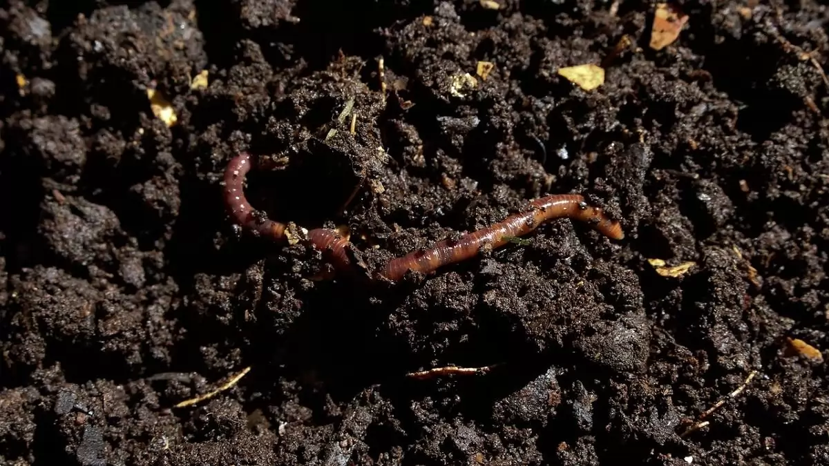 Komposztálás házilag: Tippek, praktikák és kisokos 