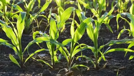 Tavaszi vetésű szántóföldi növények az idén 1,9 millió hektáron