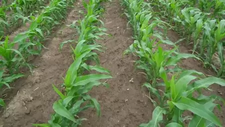 DR GREEN lombtrágyák a kukoricának!