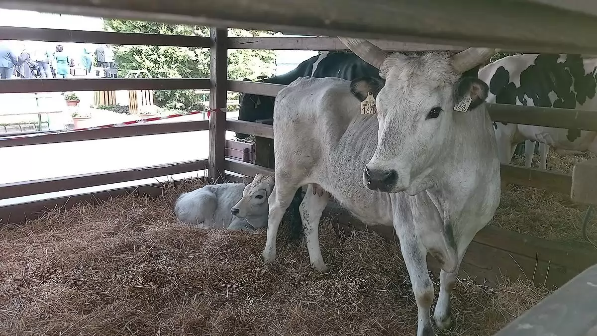 Nem az állattenyésztés a felelős a globális ivóvízkészletek csökkenéséért