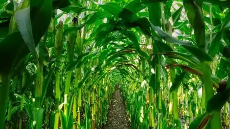 48 százalékkal több műtrágya fogyott, mint egy évvel korábban