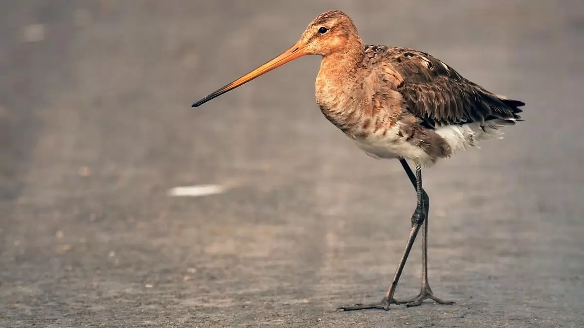 KMNP: idén is költenek nagy godák a kardoskúti Fehér-tó térségében