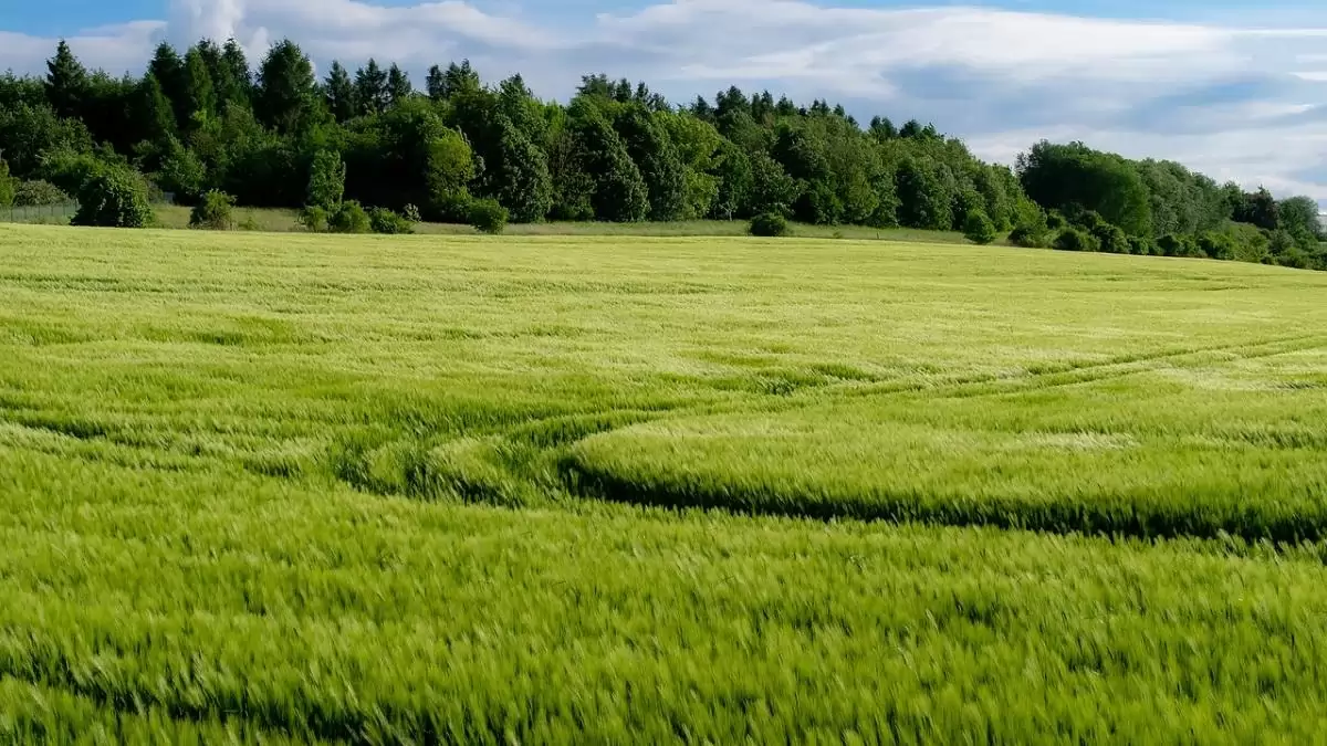 Kevesebb növényvédő szer fogyott 2023-ban