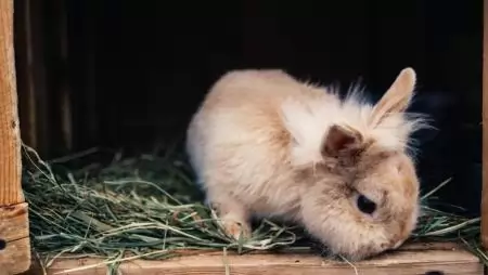 A nyúltenyésztés alapjai