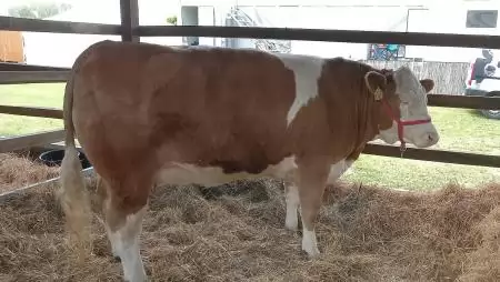 Tények és tendenciák a szarvasmarhák embrió-átültetésében  – Világszerte több utód a lombikból