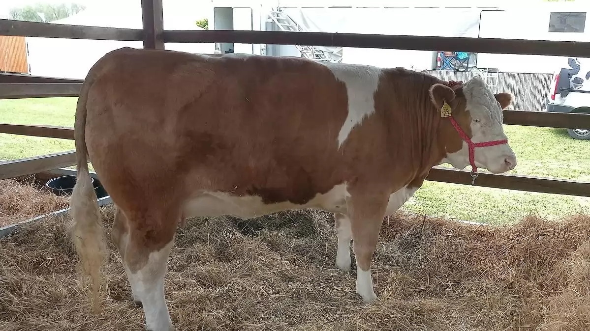 Tények és tendenciák a szarvasmarhák embrió-átültetésében  – Világszerte több utód a lombikból