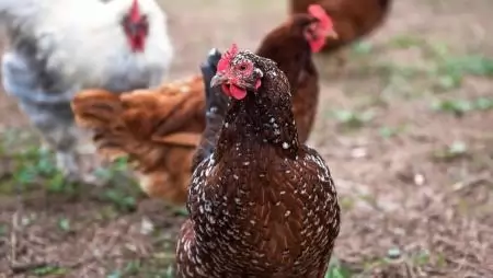 Tyúktetű ellen: hatékony házi praktikák