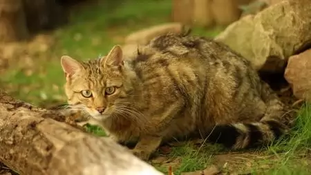 Az Év Emlősének fennmaradásához kulcsfontosságú a felelős macskatartás 