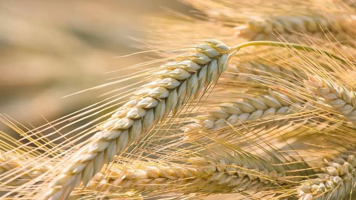 Miért válaszd az AÖP-ben a BiogeN -t ? – Zöldebb állomány, nagyobb terméshozam,  egyenletesebb növekedés